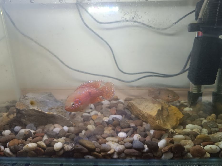 Аквариум сотилади