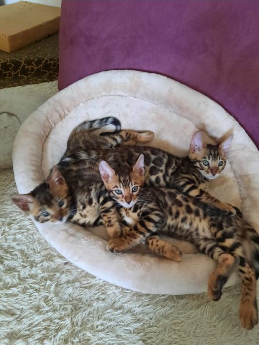 Бенгальские кошки