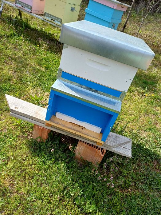 Familii albine de vanzare