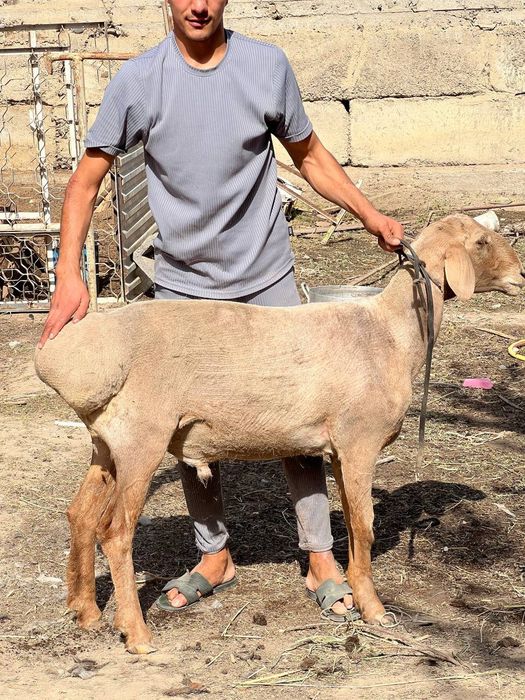 Quy zuni olish xizmati bor