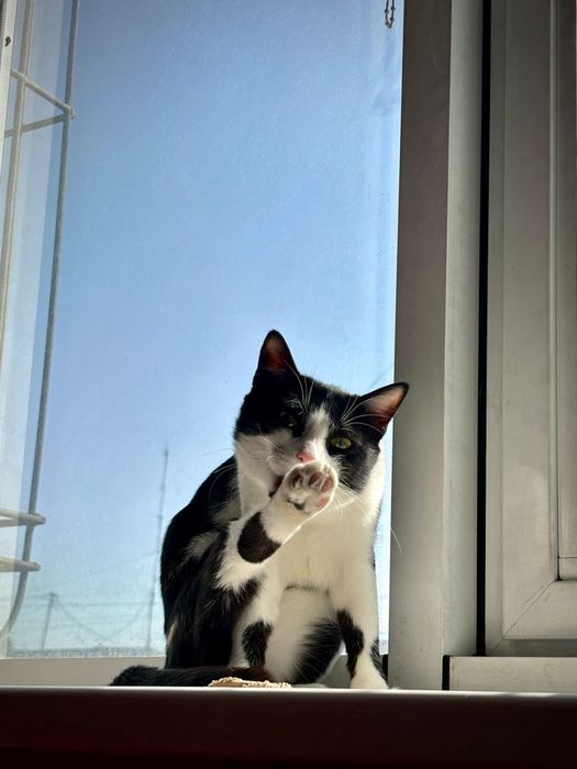 кот, возраст 1,3, мальчик