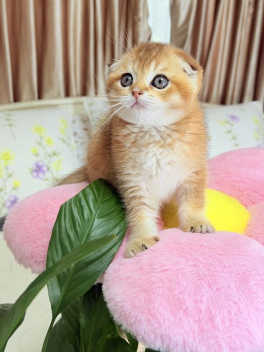 Котята чистокровные