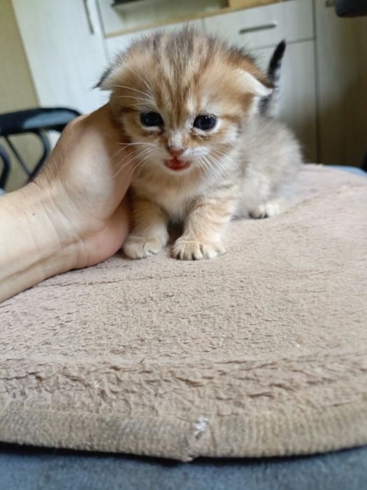 Пародистые котята