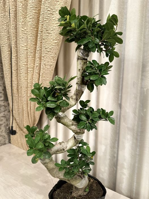 Фикус Микрокарпа гинсенг S-форма