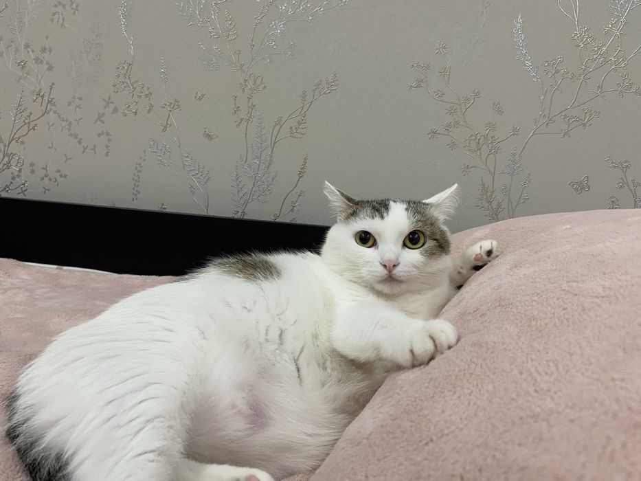 Отдам кошку в добрые руки