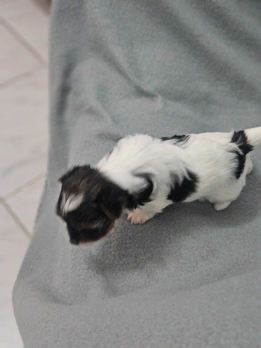 Йоркширски териер-бивер