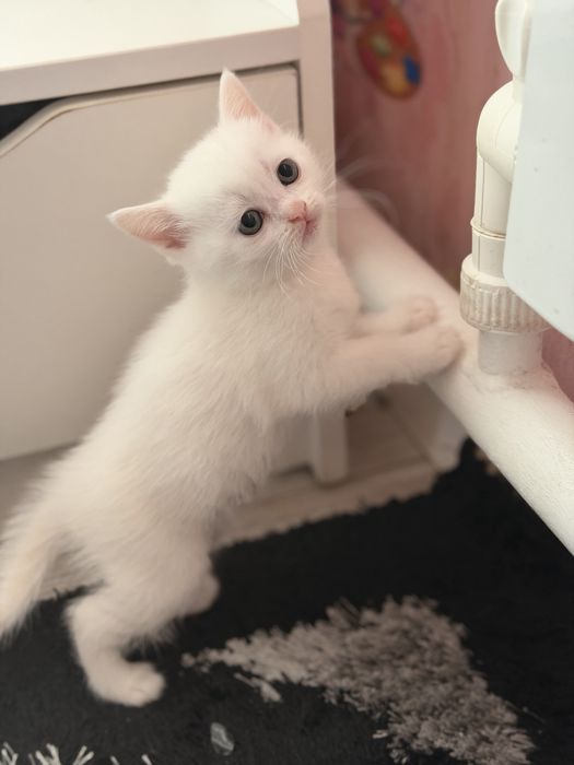 Шатланские котята