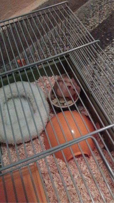 Бебе хамстер с клетка, храна и поилка