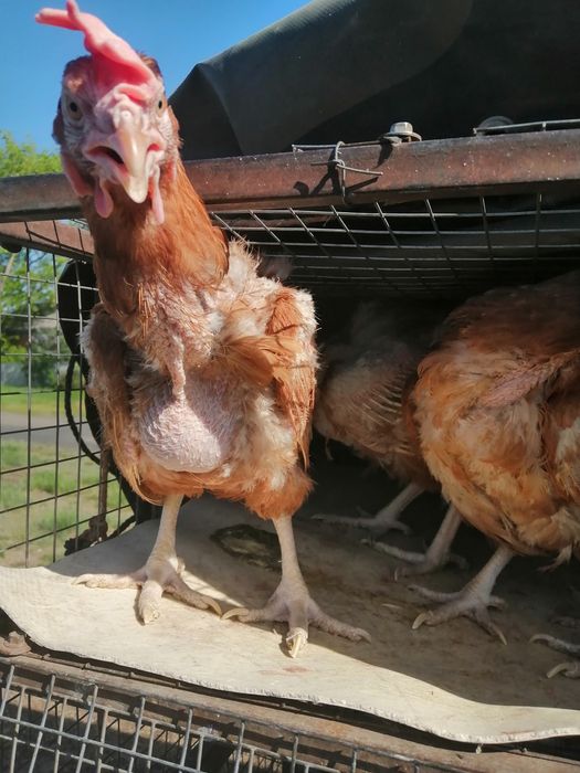 Куры несушки красные  ломан браун