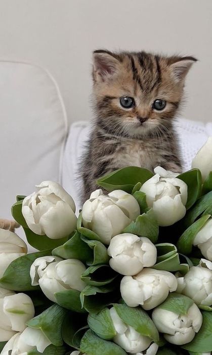 Шотландский котенок