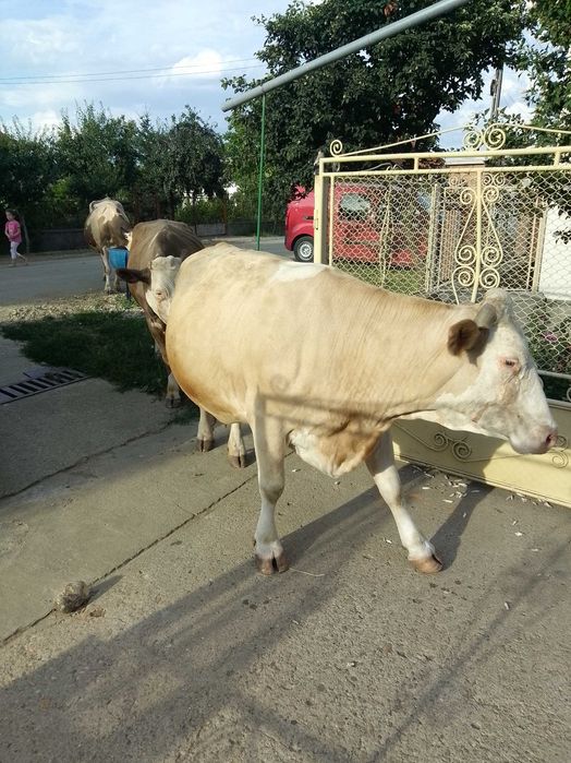 Animale domestic