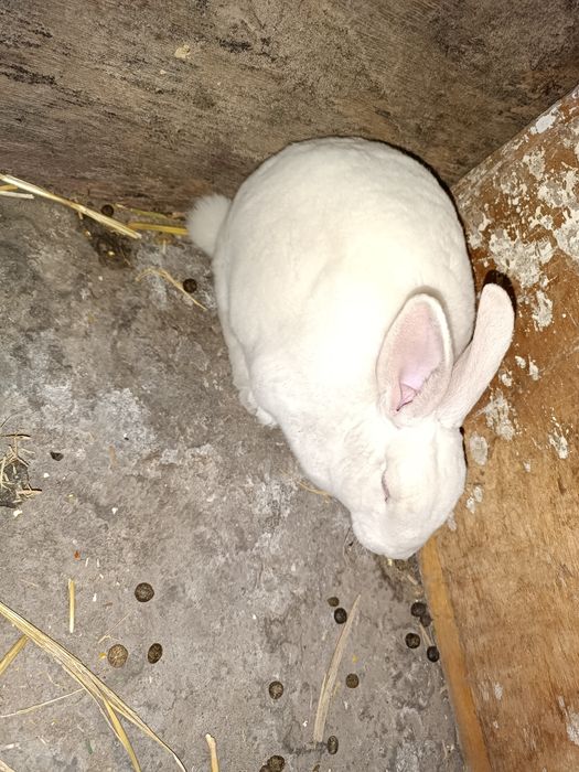 Кролик Белый рекс