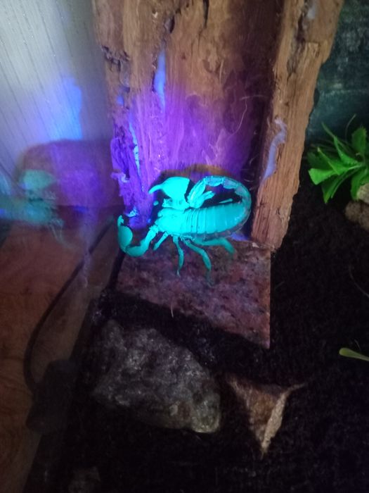 Чорнйы скорпион.