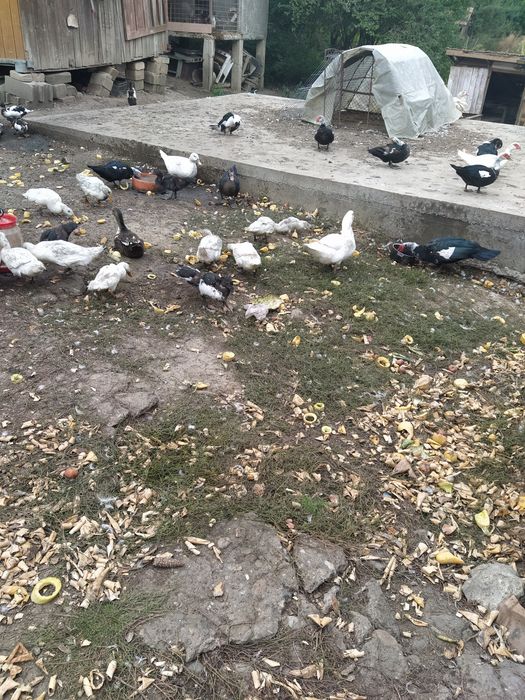 Rațe mute de vânzare
