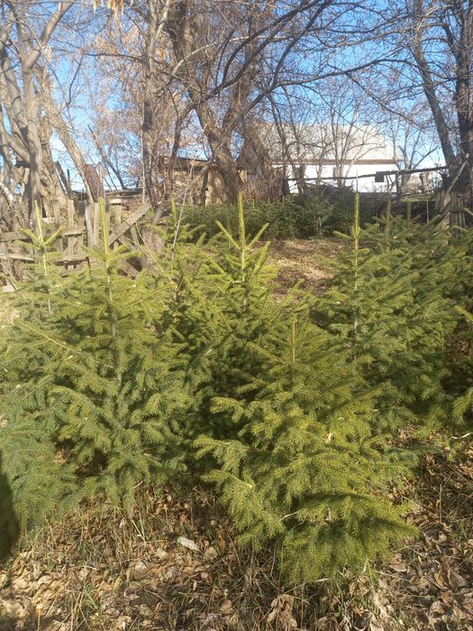 Продам сибирский ел