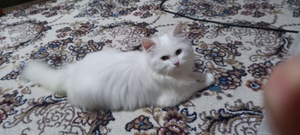 Очаровательная кошечка беласнежка кошка девочка