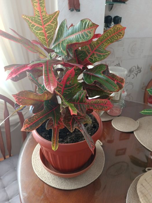 Продам цветок кротон