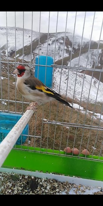 Savala sotiladi sayrashi zor