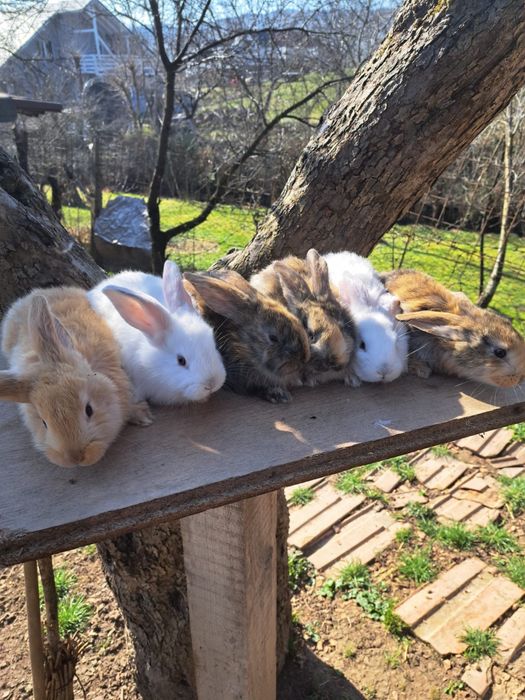 Iepuri berbec german