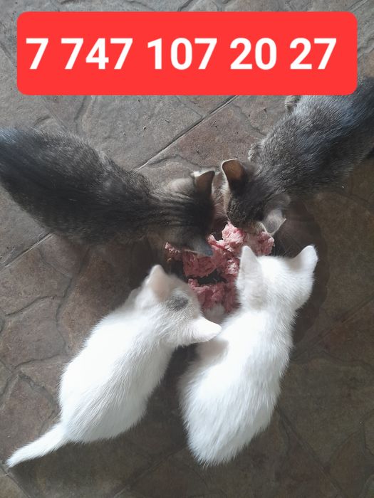 Таза уй мысыктары
