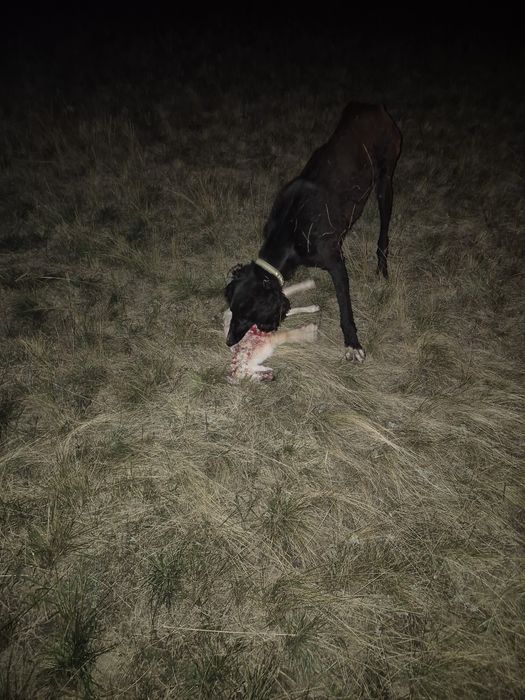 Продам тазы 1,7 арлан