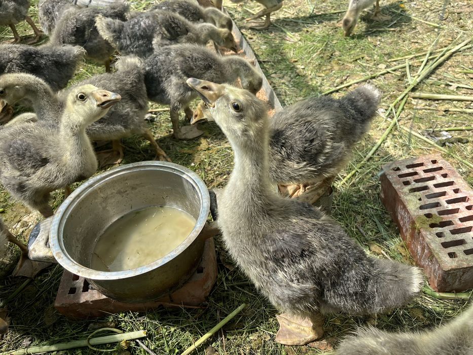 Гусята(қаздың балапаны)