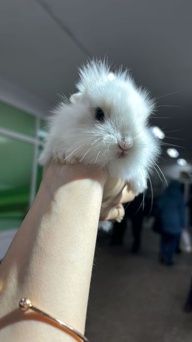 Кролики карликовые