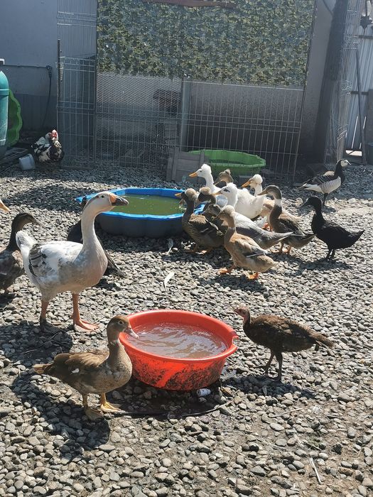 Rate românești și rățoi lesesti