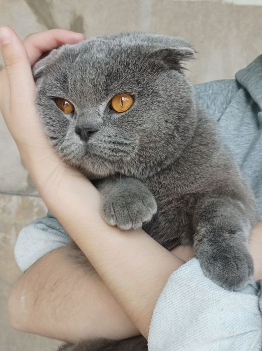 Erkak 1 yosh britaniskiy scottish