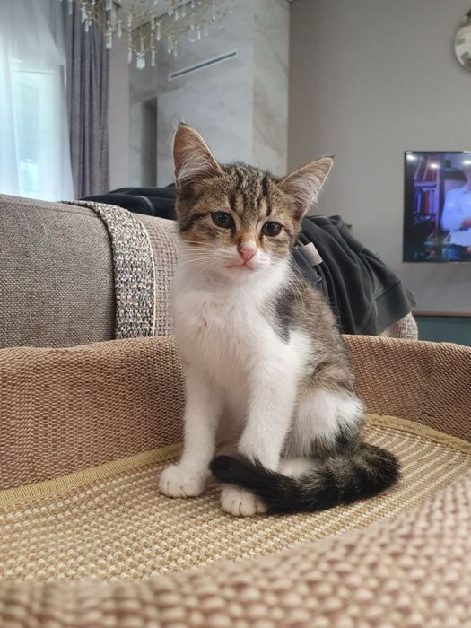 Котенок ищет дом