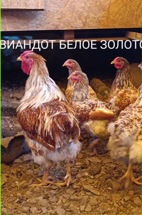 Продам Цыплят. Цены разные..