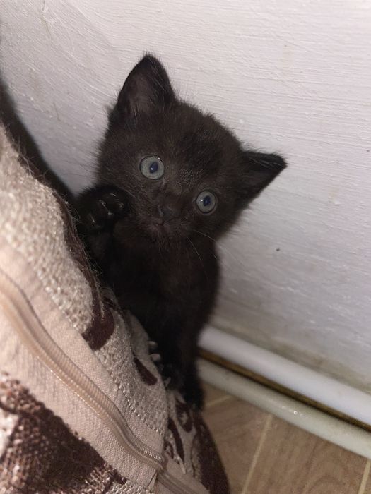 Отдам котят в добрые руки