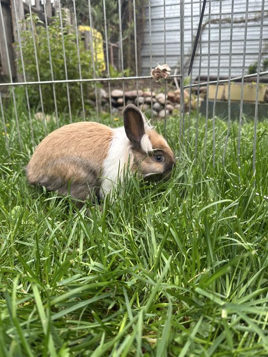 Крольчата львиная голова