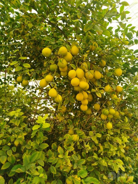 Limon mesni sotiladi