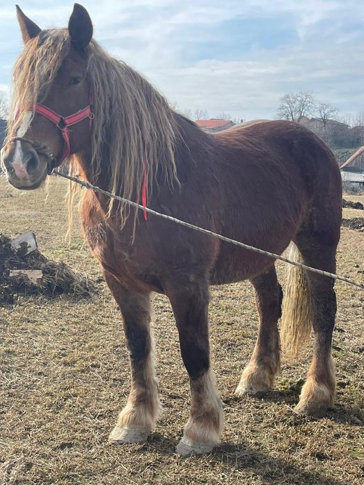 De vânzare iapa de 7 ani
