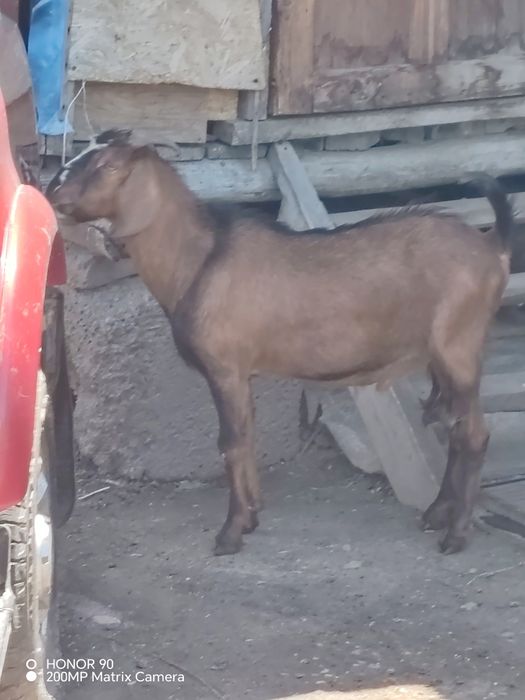 Продам двух нубийских козлов