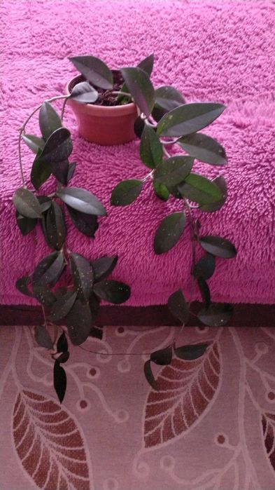 Продам хойю карнозу