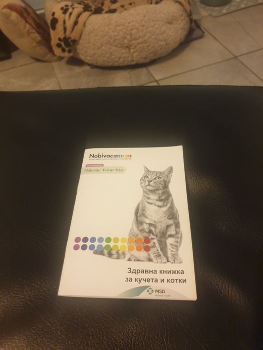 Пдарявам женско сиво коте