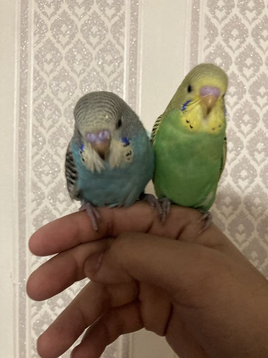 Ручные волнистые попугаи