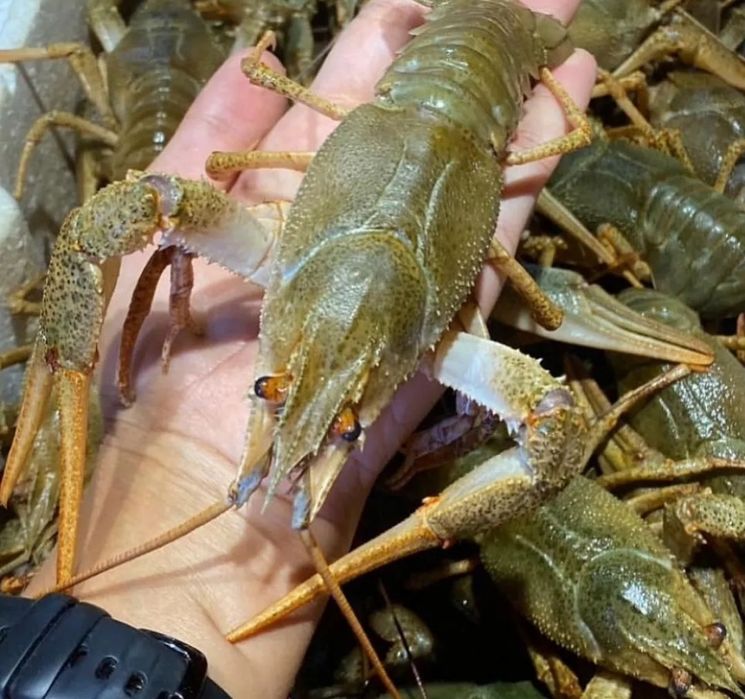 Раки живые оптом