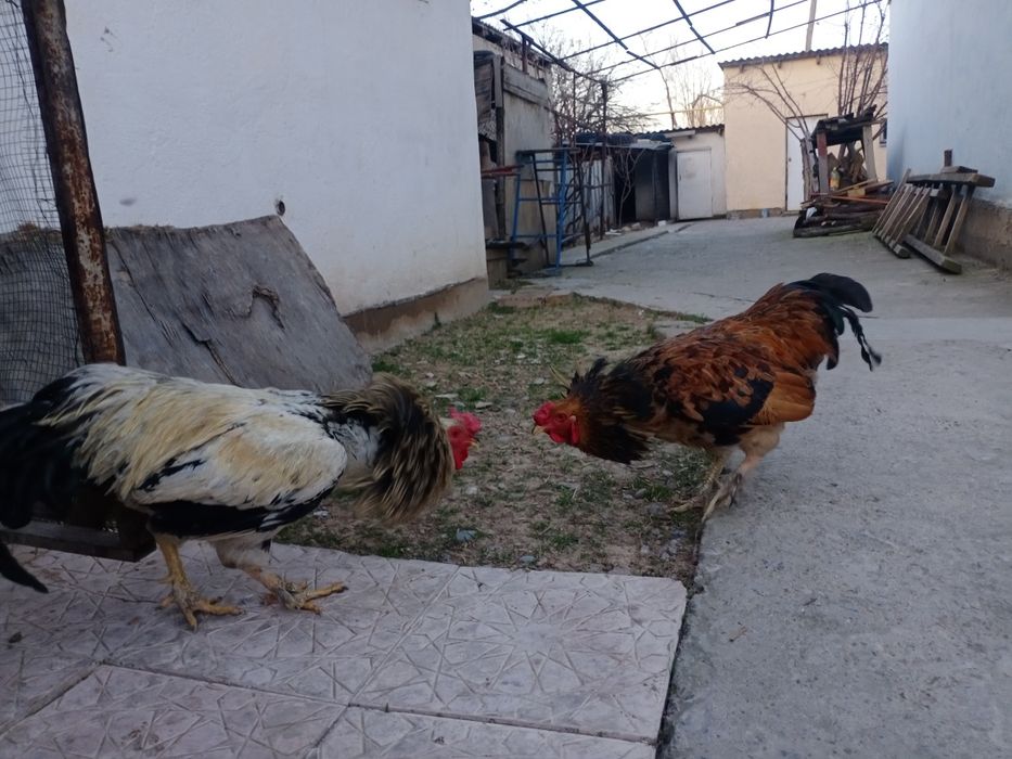 Пехут домашный 1,5год Активный