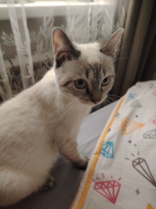 Котёнок в добрые любящие руки