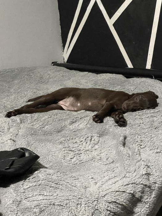 Лабрадор Ретривер