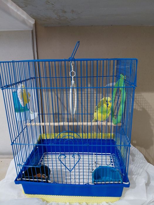 Попугай волнистый