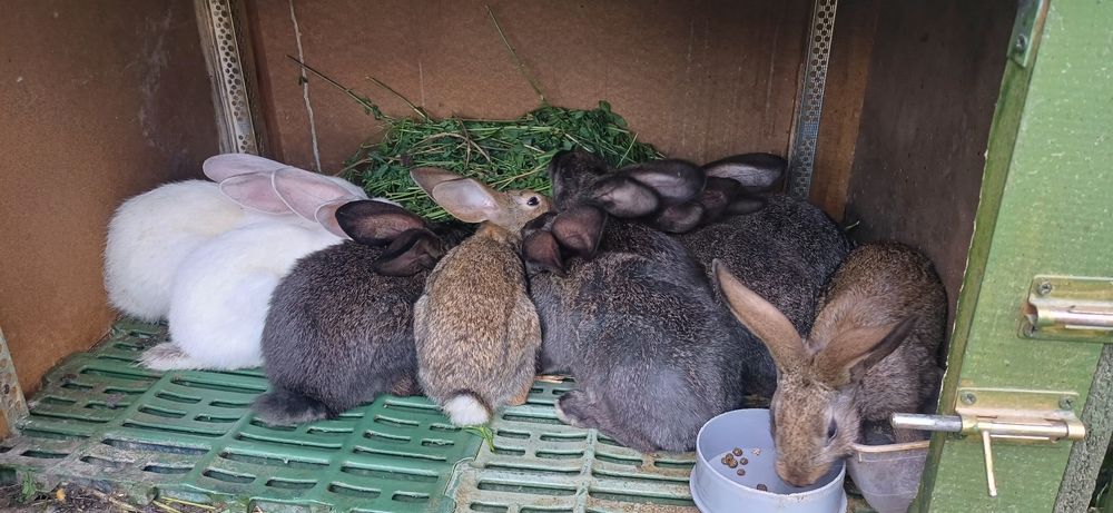 Iepurași cauta casă nouă