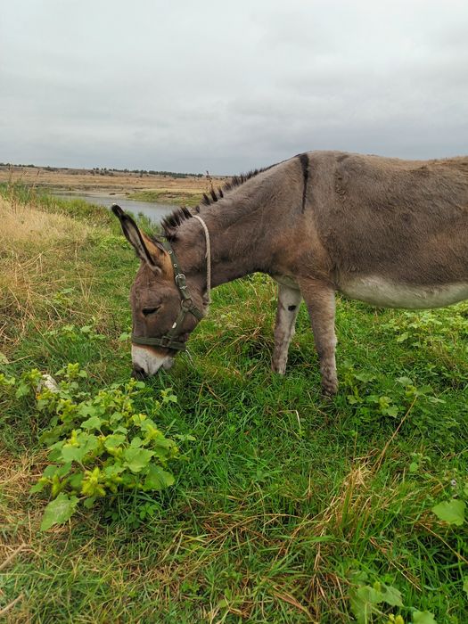 Vând Măgar femela