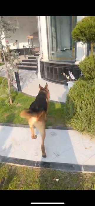 Овчарка с питомника