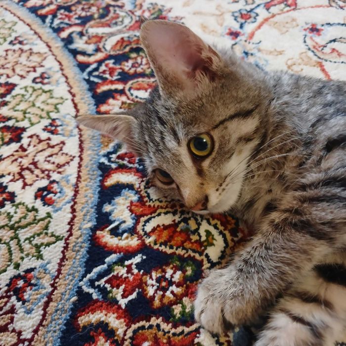 Котята бесплатно