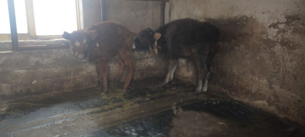 Продам телят бык и телка три четыре месеца