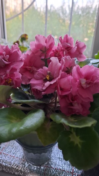 Комнатные цветы.